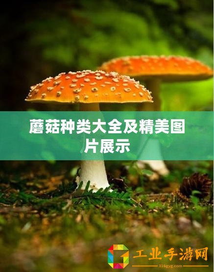 ??獨家揭秘我獨自升級ARISE賬號注冊全攻略，圖文并茂帶你飛！??