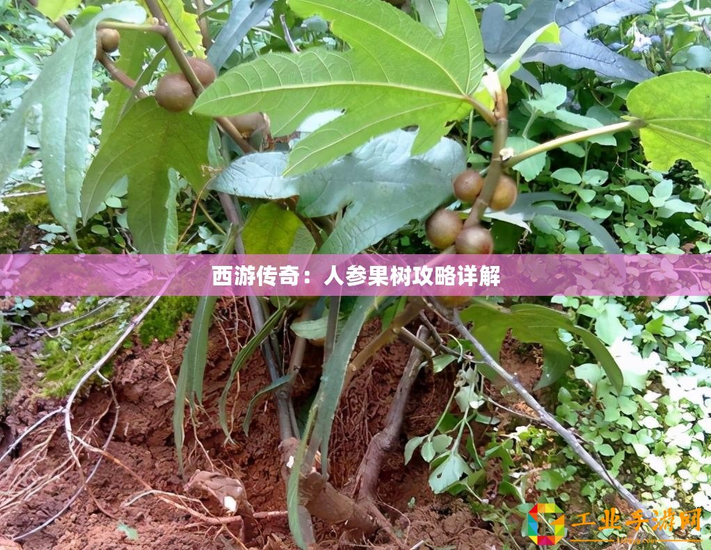 ??揭秘保衛(wèi)蘿卜4法老歸來(lái)第19關(guān)，智慧與策略的終極挑戰(zhàn)??