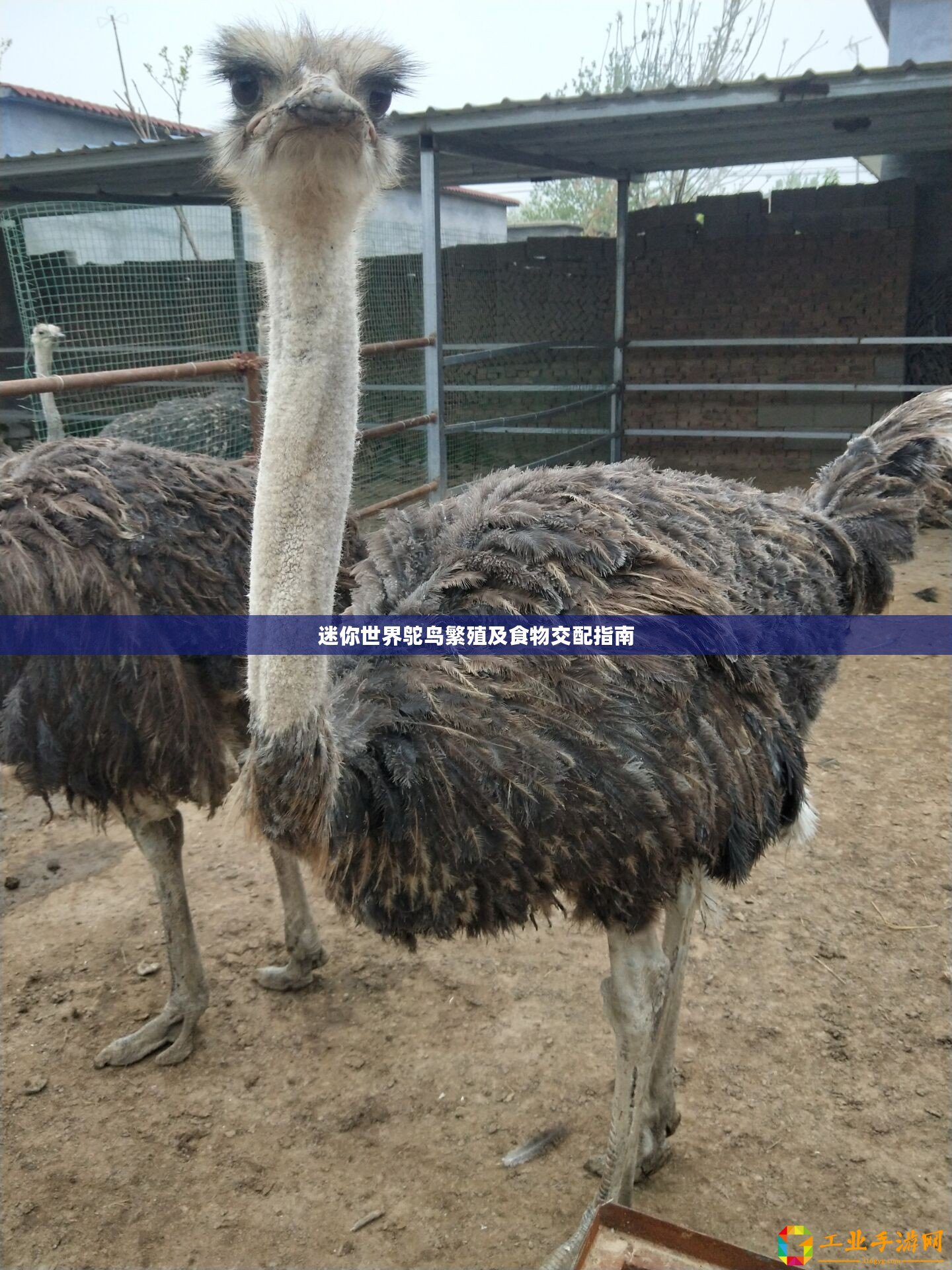 迷你世界鴕鳥繁殖及食物交配指南