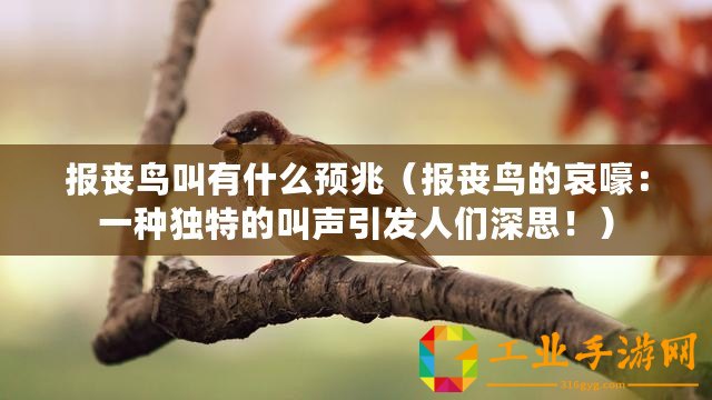 報喪鳥叫有什么預(yù)兆（報喪鳥的哀嚎：一種獨(dú)特的叫聲引發(fā)人們深思！）