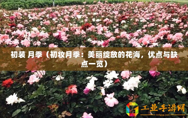 初裝 月季（初妝月季：美麗綻放的花海，優(yōu)點與缺點一覽）