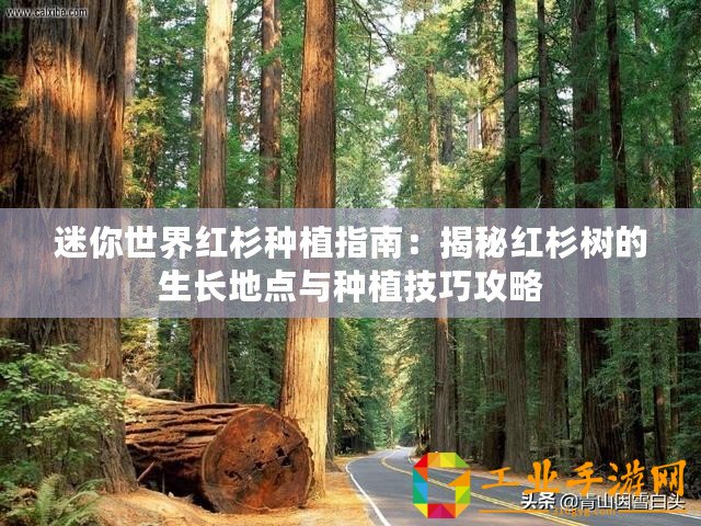 迷你世界紅杉種植指南：揭秘紅杉樹的生長地點與種植技巧攻略