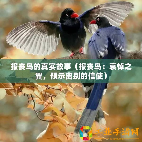 報(bào)喪鳥的真實(shí)故事（報(bào)喪鳥：哀悼之翼，預(yù)示離別的信使）